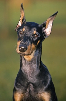 Images Dated 29th October 2007: Doberman Dog