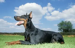 Doberman Pinschers Prints: Doberman Dog