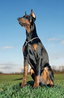 Collars Prints: Doberman Dog - sitting in meadow