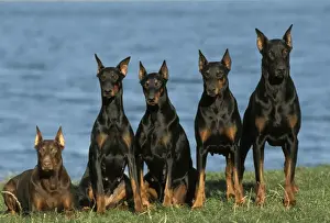 Doberman Pinschers Prints: Doberman Dogs Row of 5 sitting next to water