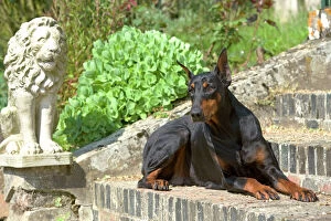 Lions Collection: Doberman - lying on steps