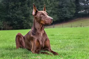 Doberman Pincher