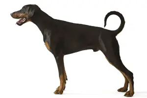 Doberman Pinschers Prints: Doberman Pinscher / Dobermann