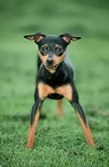 Doberman Pinscher Dog - Standing alert