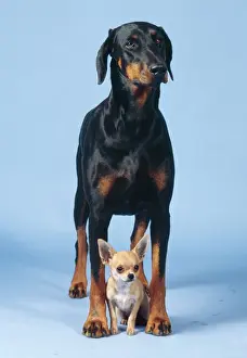 Size Prints: Dobermann & Chihuahua JD 10824 © John Daniels / ARDEA LONDON