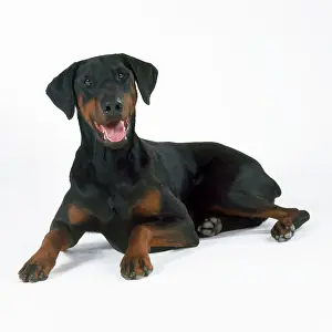 Dobermann Dog