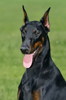 Dobermann Dog