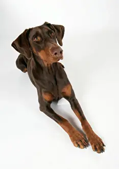 Odd Angle Prints: Dobermann Dog