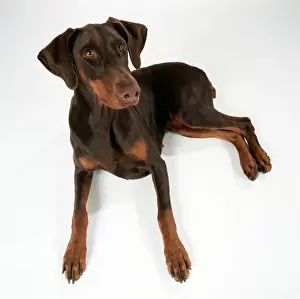 Odd Angle Prints: Dobermann Dog