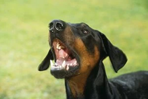Images Dated 24th August 2006: Dobermann Dog - aggressive