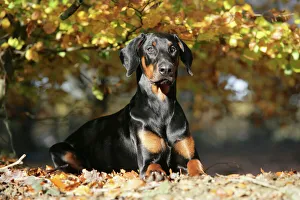 Curiosity Collection: Dobermann dog in autumn