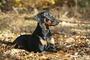 Doberman Pinschers Prints: Dobermann dog -Lying down, in autumn