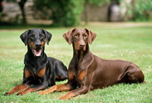 Images Dated 18th February 2009: Dobermann Dogs