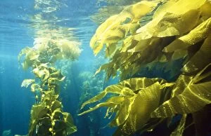 DOC-100 Seaweed Kelp Forest