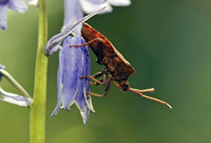 Images Dated 3rd May 2008: Dock Bug - on bluebell flower Common garden bug, clearly showing its rostrum
