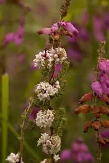 Parasitic Prints: Dodder (Cuscuta epithymum), on bell heather (Erica cinerea). Dorset