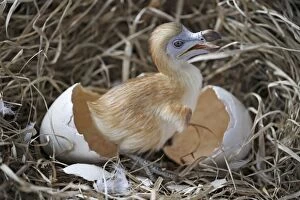 Images Dated 17th March 2011: Dodo - chick just hatched in nest