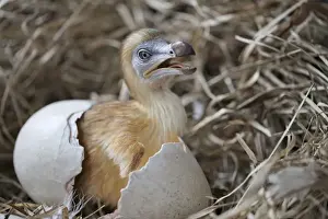 Dodo - chick just hatched in nest