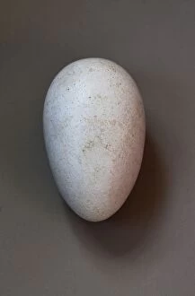 Extinct Collection: Dodo - egg (size: 130 x 80mm)