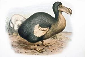 Images Dated 14th September 2006: Dodo - extinct bird