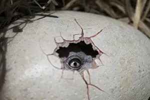 Reconstructions Prints: Dodo - hatching egg - chick's eye peeping out