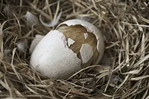 Reconstructions Prints: Dodo - hatchling cracks eggshell in half