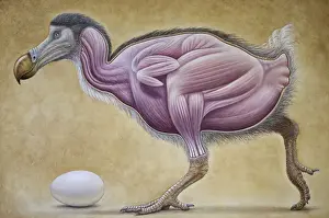 Eggs Prints: Dodo - muscle study