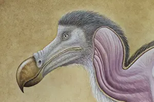 Dodo - muscle study