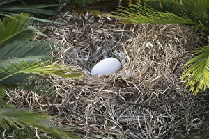 Extinct Collection: Dodo - nest with egg