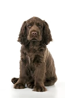 Images Dated 16th April 2014: Dog - 14 week old Sussex Spaniel puppy
