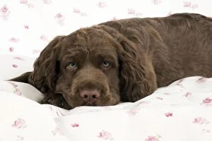 Images Dated 16th April 2014: Dog - 14 week old Sussex Spaniel puppy on fabric