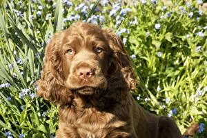 Images Dated 16th April 2014: Dog - 14 week old Sussex Spaniel puppy in a flower bed