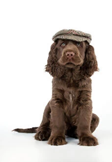 Images Dated 16th April 2014: Dog - 14 week old Sussex Spaniel puppy wearing a flat cap