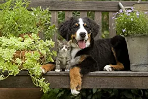 Garden Furniture Prints: Dog - 3 month old Bernese Mountain Dog puppy on garden bench with 2 month old tabby kitten