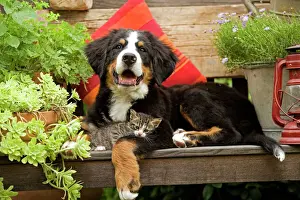 Tabby Prints: Dog - 3 month old Bernese Mountain Dog puppy on garden bench with 2 month old tabby kitten