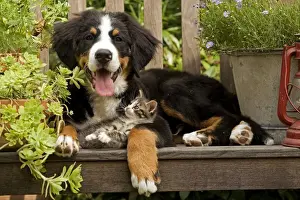 Dog - 3 month old Bernese Mountain Dog puppy on garden bench with 2 month old tabby kitten