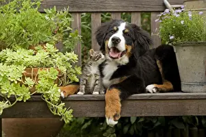 Garden Furniture Prints: Dog - 3 month old Bernese Mountain Dog puppy on garden bench with 2 month old tabby kitten