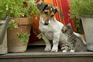 Images Dated 2nd September 2007: Dog - 3 month old Jack Russell Terrier Puppy with 2 month old kitten