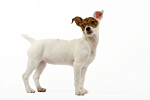 Images Dated 8th February 2006: Dog - 4 month old Jack Russel puppy