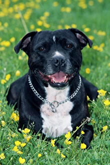 Images Dated 17th March 2009: Dog ME 486 Staffordshire Bull Terrier © Johan De Meester / ARDEA LONDON