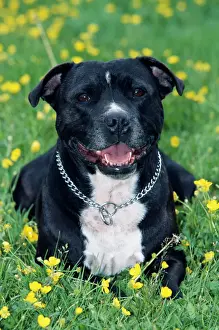 Happy Prints: Dog ME 486 Staffordshire Bull Terrier © Johan De Meester / ARDEA LONDON