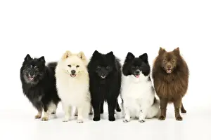 Spitz Prints: DOG. 5 German Spitz Mittels