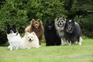 Spitz Prints: DOG. 6 German Spitz Mittels