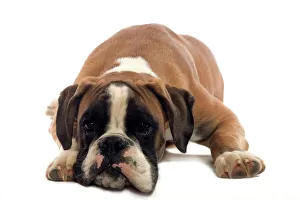 Dog - 6 month old Boxer puppy