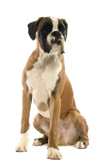 Boxer Prints: Dog - 6 month old Boxer puppy