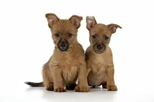 Images Dated 14th August 2008: Dog - 7 week old Australian Terrier puppies