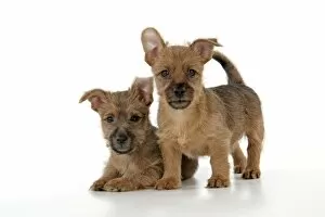 Australian Terriers Gallery: Dog - 7 week old Australian Terrier puppies