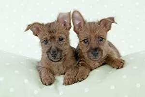 Images Dated 15th August 2008: Dog - 7 week old Australian Terrier puppies