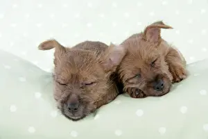 Dog - 7 week old Australian Terrier puppies sleeping