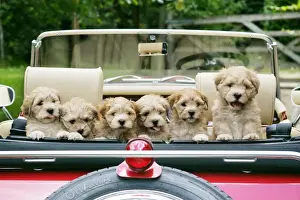 Litter Prints: Dog - 7 week old Lhasa Apso cross Shih Tzu puppies in car